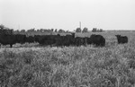 Cattle 2 [Slide Farm-12] by Howard Langfitt