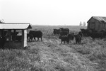 Cattle 4 [Slide Farm-13] by Howard Langfitt