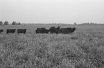 Cattle [Slide Farm-11] by Howard Langfitt