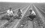 Cotton Field [Slide Farm-6] by Howard Langfitt