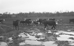Cattle [Slide Farm-8] by Howard Langfitt