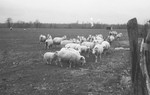 Sheep 9 [Slide Farm-13] by Howard Langfitt