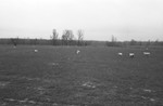 Sheep [Slide Farm-11] by Howard Langfitt
