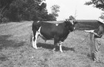 Bull [Slide Farm-13] by Howard Langfitt
