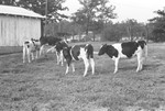 Calves [Slide Farm-15] by Howard Langfitt