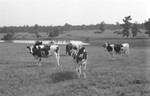 Cattle [Slide Farm-14] by Howard Langfitt