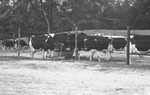 Cattle 4 [Slide Farm-6] by Howard Langfitt