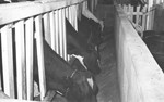 Cattle eating [Slide Farm-12] by Howard Langfitt
