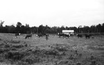 Cattle 2 [Slide Farm-6] by Howard Langfitt