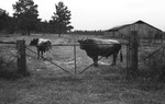Bulls 2 [Slide Farm-18] by Howard Langfitt
