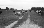 Cattle 3 [Slide Farm-6] by Howard Langfitt