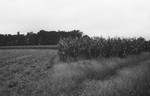 Corn field [Slide Farm-15] by Howard Langfitt