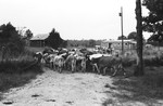 Cattle [Slide Farm-4] by Howard Langfitt