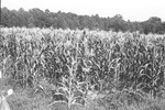 Corn field [Slide Farm-6] by Howard Langfitt