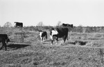 Bull 2 [Slide Farm-8] by Howard Langfitt