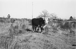 Bull 3 [Slide Farm-8] by Howard Langfitt