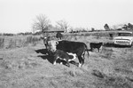 Bull and calf by Howard Langfitt