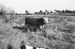 Bull [Slide Farm-8] by Howard Langfitt