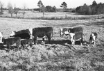 Calves 2 [Slide Farm-9] by Howard Langfitt