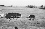 Calves 4 [Slide Farm-9] by Howard Langfitt