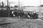 Cattle 5 [Slide Farm-6] by Howard Langfitt