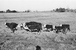 Cattle [Slide Farm-5] by Howard Langfitt