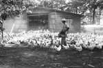 Chickens 3 [Slide Farm-10] by Howard Langfitt