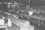 Chickens 3 [Slide Farm-9] by Howard Langfitt