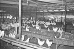 Chickens [Slide Farm-10] by Howard Langfitt