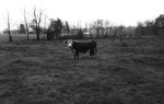 Bull [Slide Farm-6] by Howard Langfitt