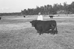 Bull 2 [Slide Farm-9] by Howard Langfitt