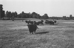 Cattle [Slide Farm-7] by Howard Langfitt