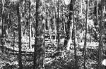 Timber [Slide Farm-17] by Howard Langfitt