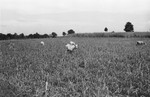 Millet [Slide Farm-11] by Howard Langfitt