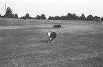 Bull [Slide Farm-10] by Howard Langfitt