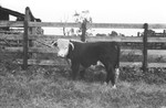 Bull [Slide Farm-11] by Howard Langfitt