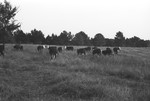 Cattle [Slide Farm-6] by Howard Langfitt