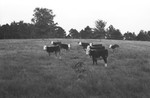 Heifers [Slide Farm-8] by Howard Langfitt