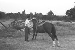 Horse [Slide Farm-19] by Howard Langfitt