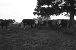 Cattle 4 [Slide Farm-7] by Howard Langfitt