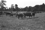 Cattle [Slide Farm-12] by Howard Langfitt