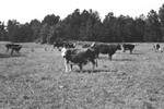 Cattle [Slide Farm-13] by Howard Langfitt