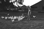Chickens [Slide Farm-19] by Howard Langfitt