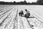 Two men in cotton [Slide Farm-8] by Howard Langfitt