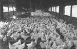 Chickens 2 [Slide Farm-17] by Howard Langfitt