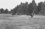 Cattle 2 [Slide Farm-4] by Howard Langfitt