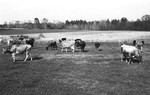 Cattle 2 [Slide Farm-8] by Howard Langfitt