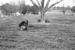 Turkeys [Slide Farm-14] by Howard Langfitt