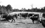 Cattle [Slide Farm-5] by Howard Langfitt