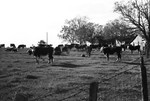 Cattle 2 [Slide Farm-7] by Howard Langfitt